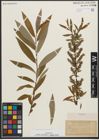 Foto von Salix petiolaris Sm. x Salix rigida Muhl.
